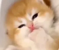 HUNTER×HUNTER カード 個別