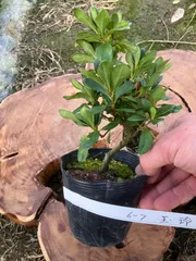 2026年最新】皐月 盆栽の人気アイテム - メルカリ