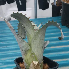 2026年最新】ホヘンベルギア サンドラズマウンテンの人気アイテム