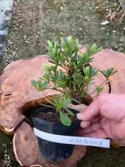 2026年最新】皐月 盆栽の人気アイテム - メルカリ