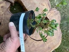 2026年最新】皐月盆栽の人気アイテム - メルカリ