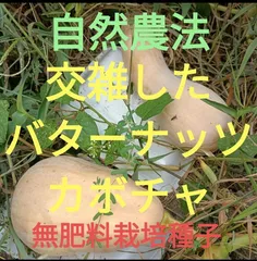 自然農法　交雑したバターナッツカボチャの種7粒