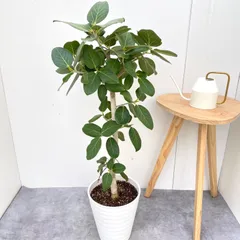 2026年最新】ベンガレンシスの人気アイテム - メルカリ