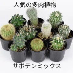 2026年最新】サボテンの花の人気アイテム - メルカリ