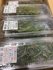 這性ローズマリー良品❗希少なトピアリー仕立て❗出回り少ない商品です