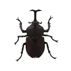 【中古】トレーディングフィギュア カブトムシ 「NATURE OF JAPAN 日本のいきもの2」