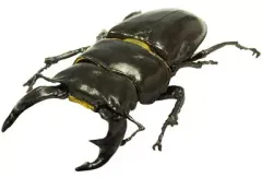 【中古】食玩 トレーディングフィギュア 4.オオクワガタ 「昆虫ハンター カブトムシ＆クワガタ」 