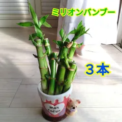 ミリオンバンブー３本セット☆開運竹☆ラッキーバンブー☆水耕栽培☆約１０〜１５cmぐらい