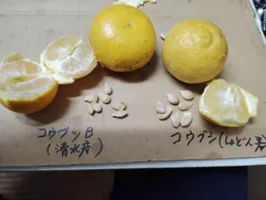 mayu mayu様専用　クンサーラ接ぎ木大苗と果実