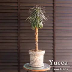 2026年最新】ユッカ デスメティアーナの人気アイテム - メルカリ