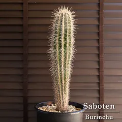 2026年最新】武倫柱の人気アイテム - メルカリ