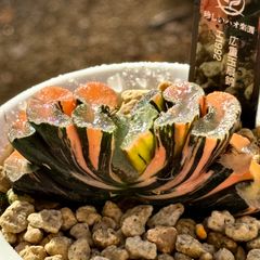 新氷砂糖錦群生 H1090 ハオルチア - メルカリ