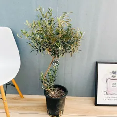 2026年最新】オリーブの木 鉢植えの人気アイテム - メルカリ