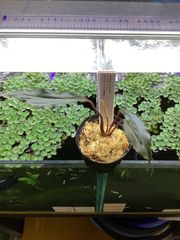 ブセファランドラ sp. ダイヤモンドダスト【カミハタ】 - メルカリ