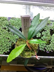 ブセファランドラ sp. ダイヤモンドダスト【カミハタ】 - メルカリ