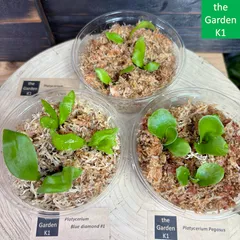 2026年最新】ビカクシダ ヒリーの人気アイテム - メルカリ