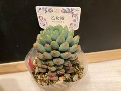 乙女蛍 】抜き苗 コキリノさん 多肉植物 もりもり - メルカリ
