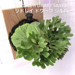 ビカクシダ リドレイ ドワーフ シルバー 板付け シルベリー ドワーフ N