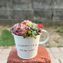 ♡そのまま飾れる♡ブリキカップ♬可愛い多肉植物寄せ植え