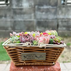 ♡そのまま飾れる♡ブリキカップ♬可愛い多肉植物寄せ植え