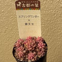 古都の葉さん苗❣️希少種❣️りんごのつぶ❣️札付き❗️多肉植物