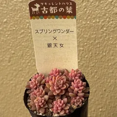 2026年最新】古都の葉の人気アイテム - メルカリ