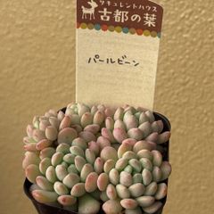 古都の葉さん苗❣️希少種❣️りんごのつぶ❣️札付き❗️多肉植物