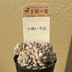 古都の葉さん苗❣️小桃いろは❣️札付き❗️多肉植物 ポットまま