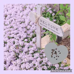 100粒　広がる甘い甘いグランドカバー♡多年ハーブ✦クリーピングタイム✦花の種のサムネイル