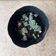 多肉植物 七福神⑤ 子株付き 抜き苗 - メルカリ