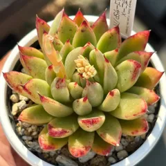 2026年最新】ザラゴーサ spノバの人気アイテム - メルカリ