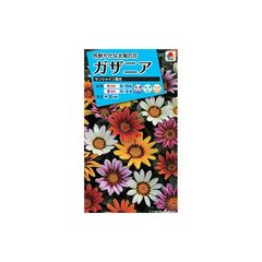 MS164 10株セット Alocasia chaii アロカシア チャイ - メルカリ