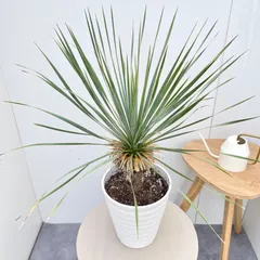 2026年最新】ロストラータの人気アイテム - メルカリ