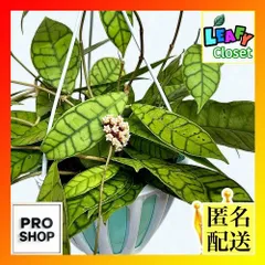 おすすめ　ホヤ カリストフィラ 5号吊り鉢(個体おまかせ1鉢)　インテリアグリーン 室内園芸 おしゃれ 可愛い かわいい(506829)のサムネイル