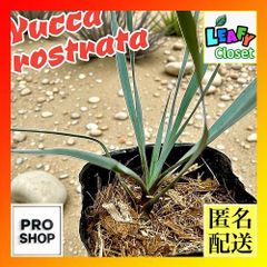 送料込み】ユッカロストラータ 実生1年苗 3株セット ポット発送 - メルカリ