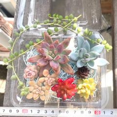 ☆多肉植物カット苗詰め合わせ➁番☆寄せ植えセット☆エケベリア小苗