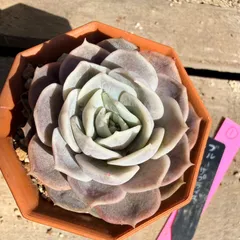 2026年最新】ブルーサプライズ 多肉の人気アイテム - メルカリ