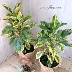 2026年最新】フランスゴムの木の人気アイテム - メルカリ