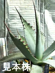 2026年最新】屈原の舞扇の人気アイテム - メルカリ