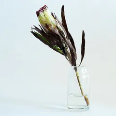 花瓶 DGボトルベース 直径7.5×高さ15.5cm クリアー ガラス （ おしゃれ 花器 花びん 一輪挿し フラワーベース 円形 透明 丸 インテリア 生け花 植物 花 ドライフラワー 切花 花束 雑貨 硝子 直径7.5 ）)のサムネイル