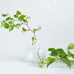 花瓶 DGボトルベース 直径15×高さ15cm クリアー ガラス （ おしゃれ 花器 花びん 一輪挿し フラワーベース 円形 透明 丸 インテリア 生け花 植物 お花 ガラス製 ドライフラワー 切花 花束 雑貨 硝子 直径15 ）)のサムネイル