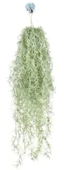 【在庫セール】エアプランツ エアープランツ 造花 フェイクグリーン 壁掛け 吊り下げ 人工 観葉植物 インテリア 装飾 (スパニッシュモス大)