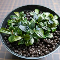 2026年最新】ブセファランドラ クダガンの人気アイテム - メルカリ