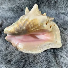 2026年最新】コンク貝置物の人気アイテム - メルカリ