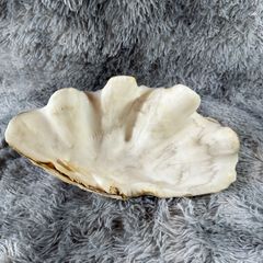 タカハシホタテ 約700万年前から100万年前に生息していたホタテガイの