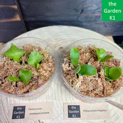 2026年最新】ビカクシダ マダガスカリエンセの人気アイテム - メルカリ