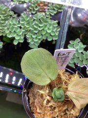 ブセファランドラ sp. ダイヤモンドダスト【カミハタ】 - メルカリ