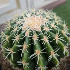 2026年最新】金鯱 短刺の人気アイテム - メルカリ