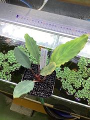 Bidayuha crassispatha Kalimantan Barat - メルカリ