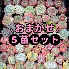 大人気 多肉植物 エケベリア 5苗セット 超美苗 レア種